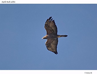 Animali 019
